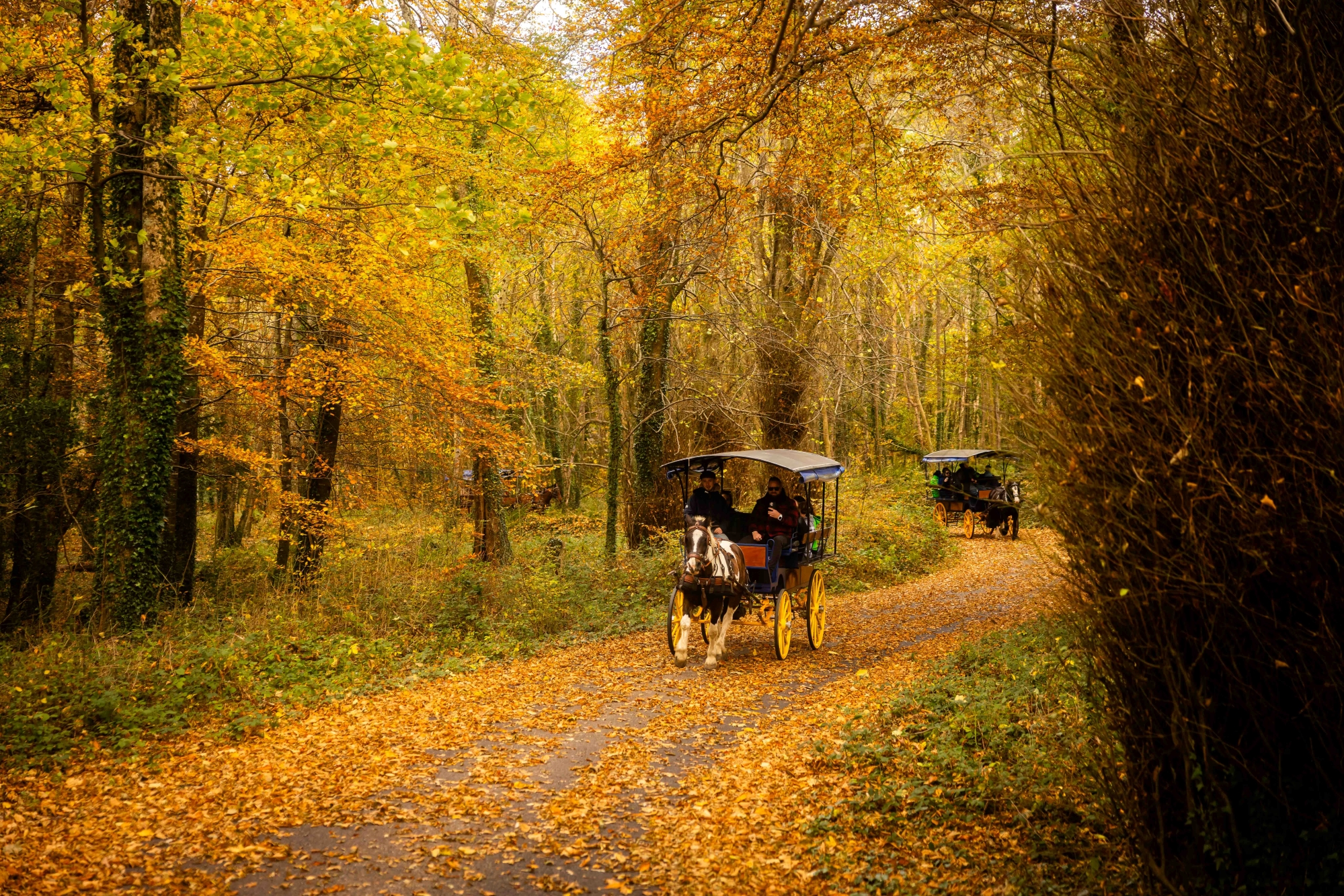 Autumn
