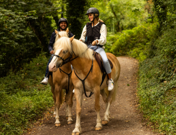 Haflinger Ponies at fence